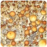 Псилоцибиновые (галлюциногенные) грибы в Нарткале Psilocybin "Golden Teacher" Псилоцибиновые (галлюциногенные) грибы в Нарткале Psilocybin "Golden Teacher"