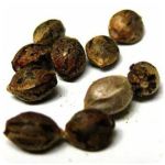 Семена марихуаны АК-47  (Seeds AK-47) в Нарткале